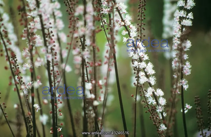 : Cohosh, Bugbane, Cimicifuga simplex Brunette : Cohosh, Bugbane, Cimicifuga simplex Brunette