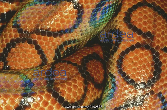 : Coils of a Brazilian rainbow boa : Coils of a Brazilian rainbow boa