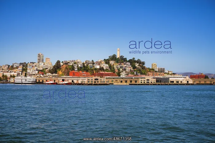 : Coit Tower and Telegraph Hill from the San Francisco Bay : Coit Tower and Telegraph Hill from the San Francisco Bay