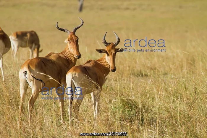 : Coke's Hartebeest : Coke's Hartebeest