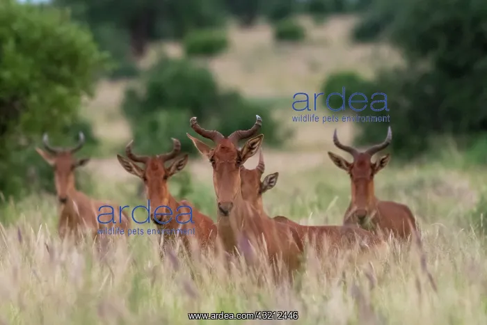 : Cokes hartebeest (Alcelaphus buselaphus cokii) : Cokes hartebeest (Alcelaphus buselaphus cokii)