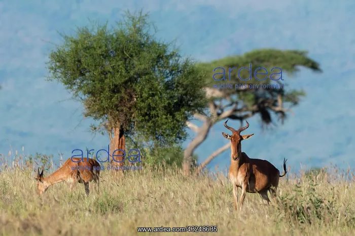 : Coke's hartebeest (Alcelaphus buselaphus cokii) : Coke's hartebeest (Alcelaphus buselaphus cokii)