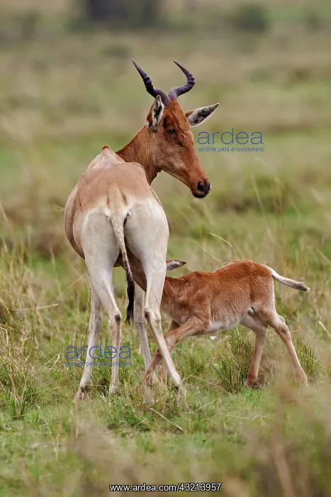 : Coke's Hartebeest with baby nursing, Maasai : Coke's Hartebeest with baby nursing, Maasai