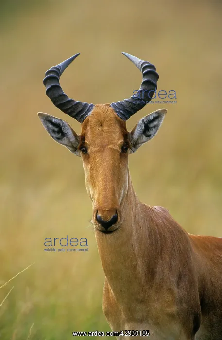 : Cokes HARTEBEEST- close-up : Cokes HARTEBEEST- close-up