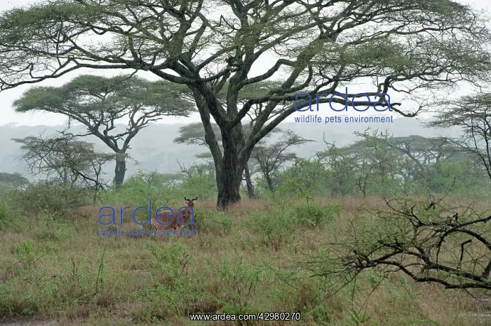 : Coke's Hartebeest - standing in rain : Coke's Hartebeest - standing in rain