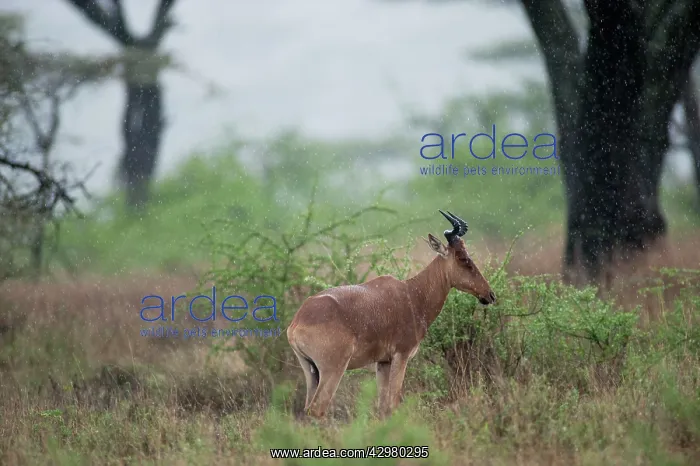 : Coke's Hartebeest - standing in rain : Coke's Hartebeest - standing in rain