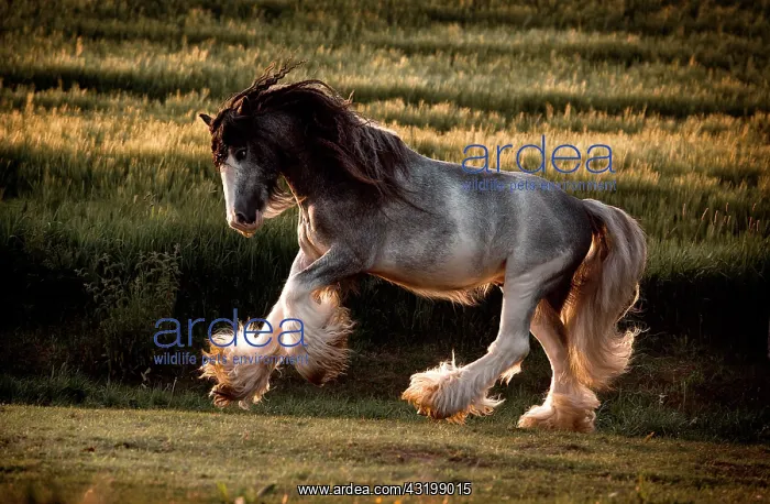  : Cold-blood Tinker horse gallops dynamically, long