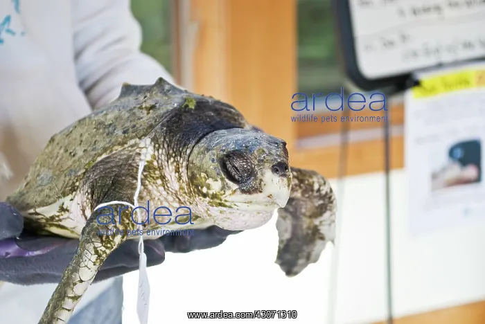 : Cold Stunned Sea Turtle : Cold Stunned Sea Turtle