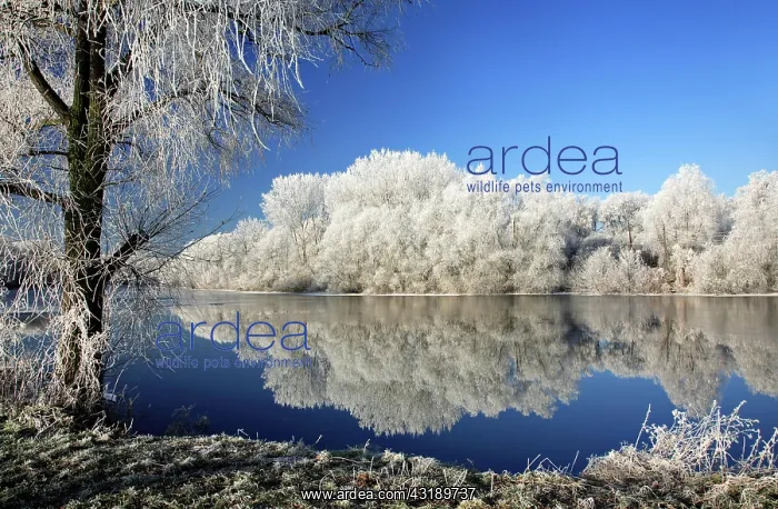: Cold winter day at the river Saale, trees covered : Cold winter day at the river Saale, trees covered