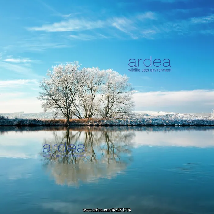 : Cold winter day at the river Saale, trees covered : Cold winter day at the river Saale, trees covered