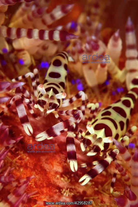 : Coleman Shrimp - on Sea Urchin : Coleman Shrimp - on Sea Urchin