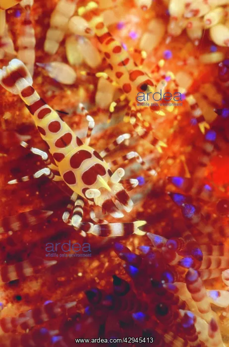 : ColemanIs Shrimp - pair in a Fire Urchin : ColemanIs Shrimp - pair in a Fire Urchin
