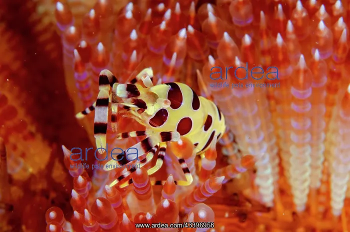 : Coleman's Shrimp in Fire Urchin : Coleman's Shrimp in Fire Urchin