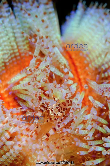 : Coleman's Shrimp in Fire Urchin (Asthenosoma varium) : Coleman's Shrimp in Fire Urchin (Asthenosoma varium)