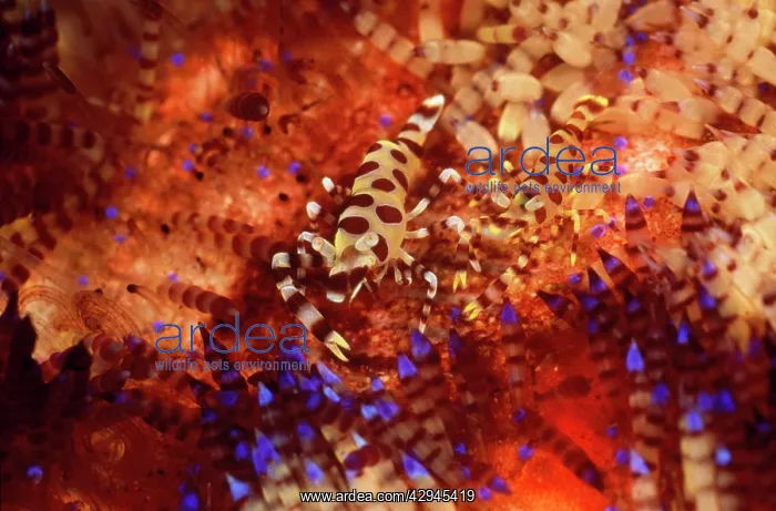 : Coleman's Shrimp - pair in a Fire Urchin : Coleman's Shrimp - pair in a Fire Urchin