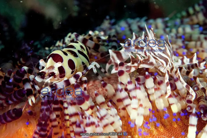 : Coleman's Shrimp and Zebra Urchin Crab (Zebrida : Coleman's Shrimp and Zebra Urchin Crab (Zebrida