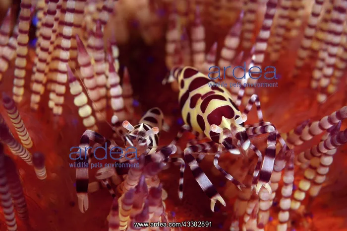 : Coleman's Shrimps - Pair - on Fire Urchin (Asthenosoma : Coleman's Shrimps - Pair - on Fire Urchin (Asthenosoma