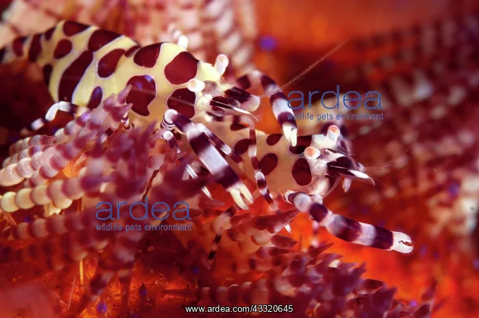 : Coleman's Shrimps - Pair - on Fire Urchin (Asthenosoma : Coleman's Shrimps - Pair - on Fire Urchin (Asthenosoma