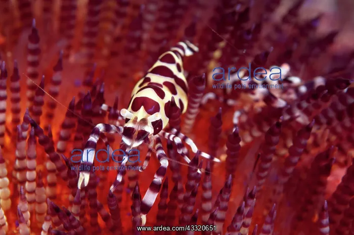 : Coleman's Shrimps - Pair - on Fire Urchin (Asthenosoma : Coleman's Shrimps - Pair - on Fire Urchin (Asthenosoma