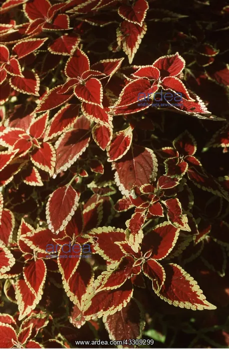 : COLEUS BRILLIANT : COLEUS BRILLIANT