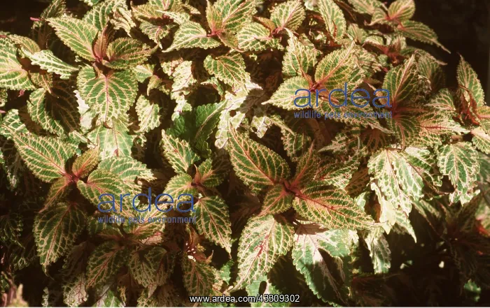 : COLEUS GOLDIE : COLEUS GOLDIE