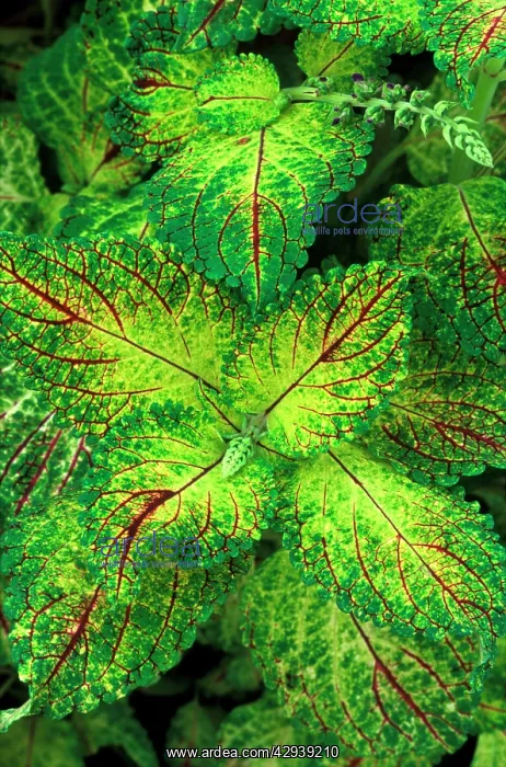 : Coleus Pecos - (under glass) : Coleus Pecos - (under glass)