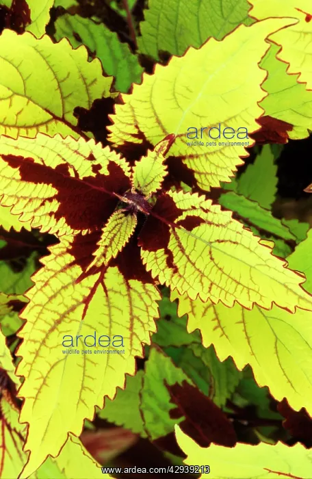 : Coleus Pineapple - (under glass) : Coleus Pineapple - (under glass)