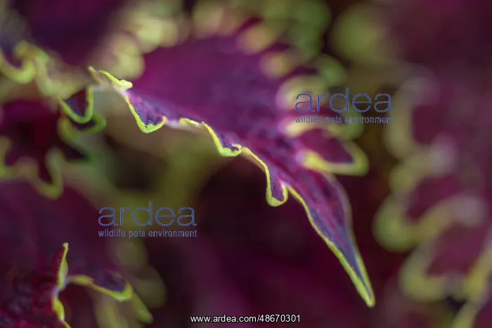  : Coleus plant closeup