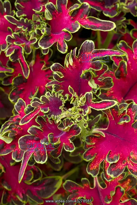 : Coleus (Plectranthus scutellarioides) Ruffles Copper : Coleus (Plectranthus scutellarioides) Ruffles Copper