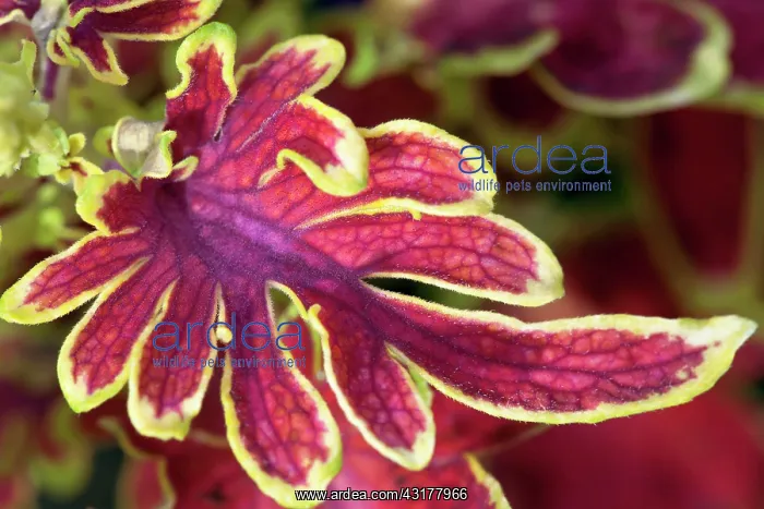 : Coleus, Solenostemon scutellarioides Bone Fish : Coleus, Solenostemon scutellarioides Bone Fish