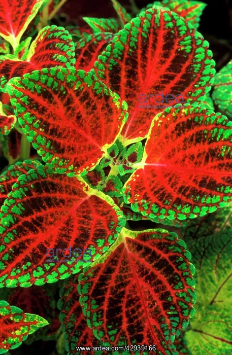 : Coleus Winsome - (under glass) in beautiful Victorian : Coleus Winsome - (under glass) in beautiful Victorian