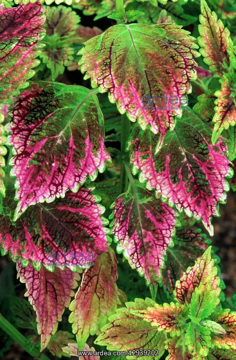 : Coleus'Nettie - (under glass) in beautiful Victorian : Coleus'Nettie - (under glass) in beautiful Victorian