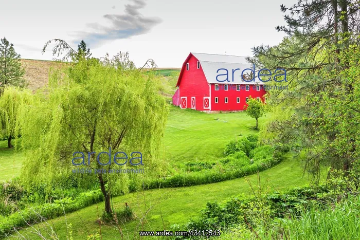 : Colfax, Washington State, USA. A red barn on a farm : Colfax, Washington State, USA. A red barn on a farm