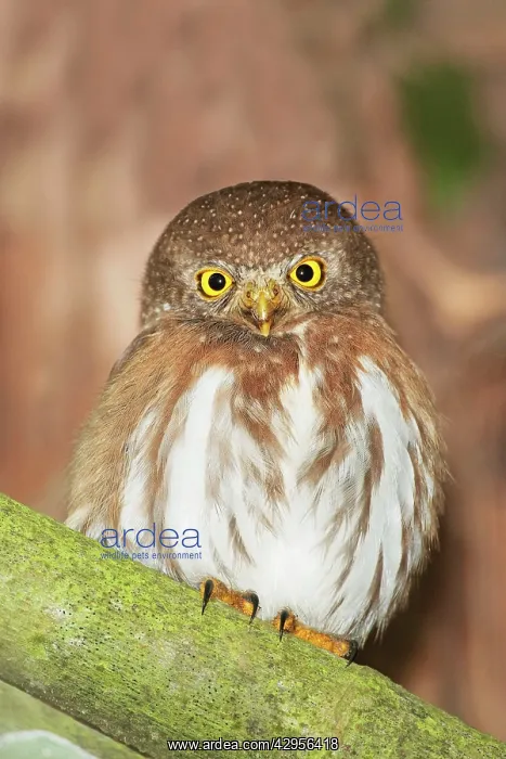 : Colima Pygmy-Owl : Colima Pygmy-Owl