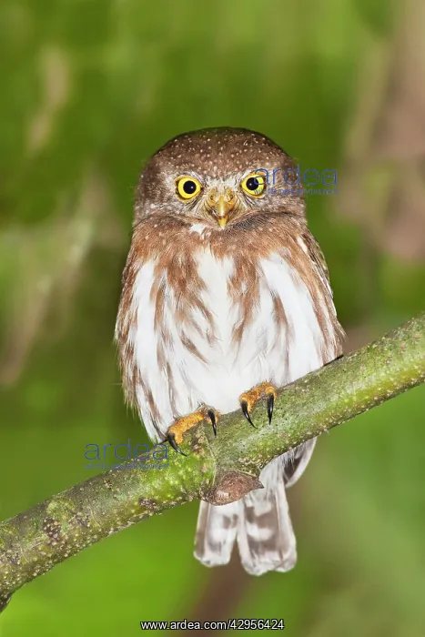: Colima Pygmy-Owl : Colima Pygmy-Owl