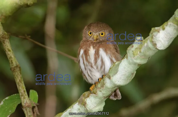 : Colima Pygmy-Owl - (formerly Least Pygmy Owl) : Colima Pygmy-Owl - (formerly Least Pygmy Owl)