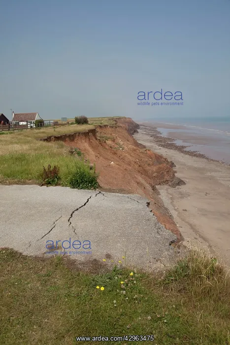 : Collapsed tarmac road following cliff erosion on coast : Collapsed tarmac road following cliff erosion on coast