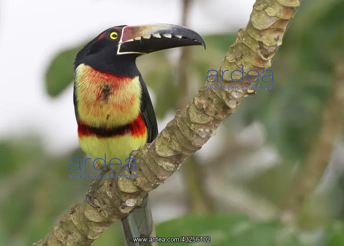 : Collard aracari (Pteroglossus torquatus) : Collard aracari (Pteroglossus torquatus)