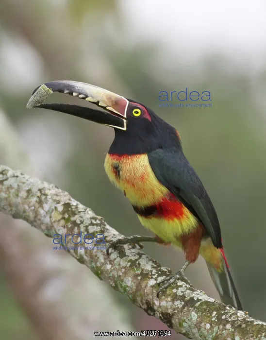 : Collard aracari (Pteroglossus torquatus) : Collard aracari (Pteroglossus torquatus)