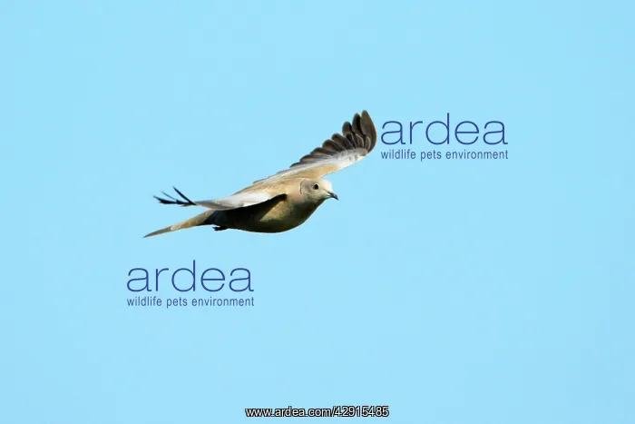 : Collard Dove - in flight : Collard Dove - in flight