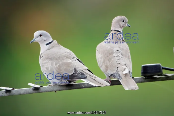 : Collard Dove - pair sitting on TV aerial : Collard Dove - pair sitting on TV aerial