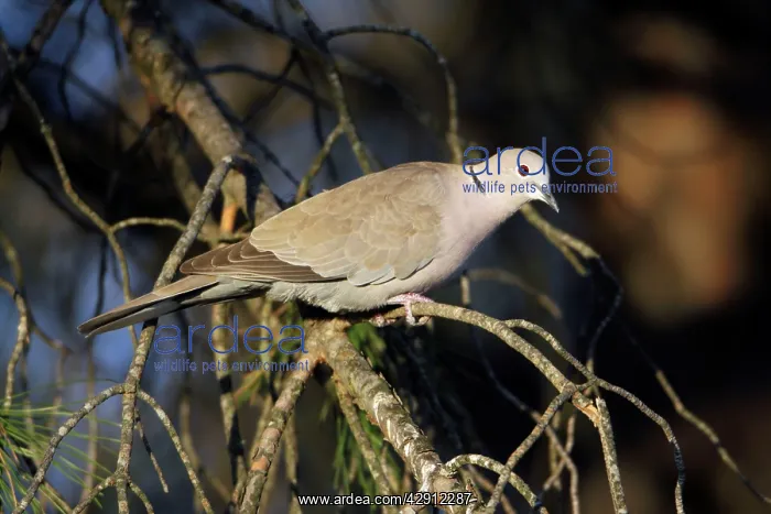 : Collard Dove - perched on branch : Collard Dove - perched on branch