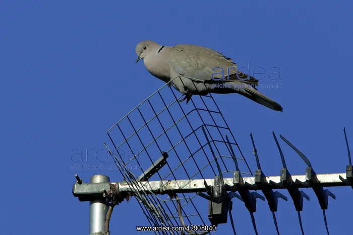 : Collard Dove - perched on TV aerial, crooning : Collard Dove - perched on TV aerial, crooning