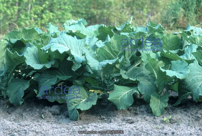 : Collards (Brassica oleracea) growing in Sneads Ferry, North Carolina in May : Collards (Brassica oleracea) growing in Sneads Ferry, North Carolina in May