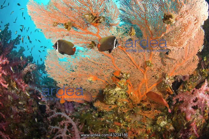 : Collare Butterflyfish (Chaetodon collare) : Collare Butterflyfish (Chaetodon collare)