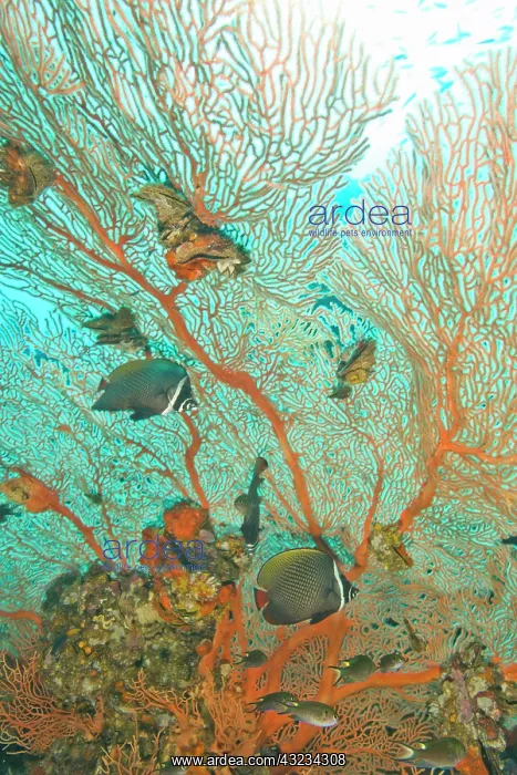  : Collare Butterflyfish (Chaetodon collare)