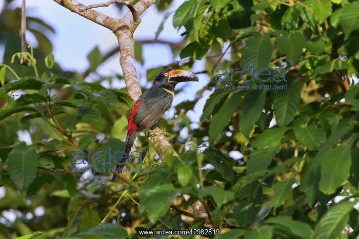 : Collared Aracari : Collared Aracari