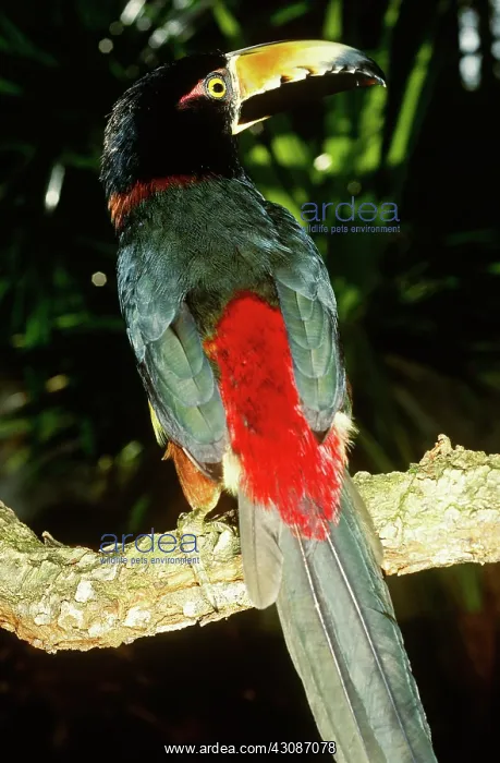 : Collared Aracari : Collared Aracari