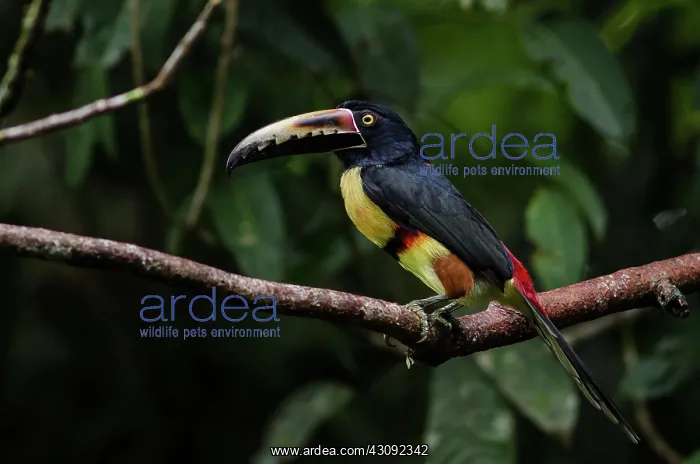 : Collared Aracari : Collared Aracari