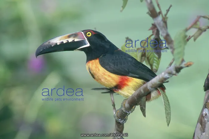 : Collared Aracari : Collared Aracari